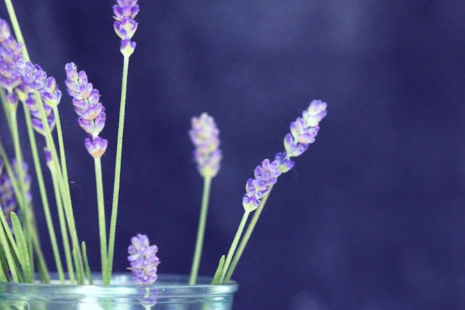 Kräuter Lavendel